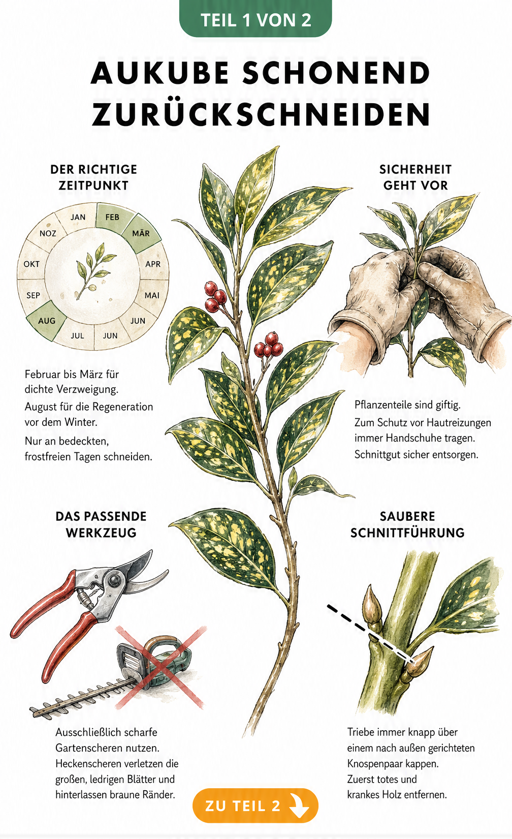 Illustration eines Aukubenzweigs mit Details zu Schnittzeitpunkt, Schutzhandschuhen, Gartenschere und dem richtigen Schnittwinkel