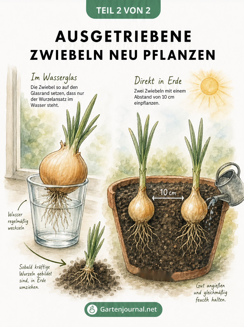 Zwei Methoden zum Einpflanzen ausgetriebener Zwiebeln: im Wasserglas und in der Erde