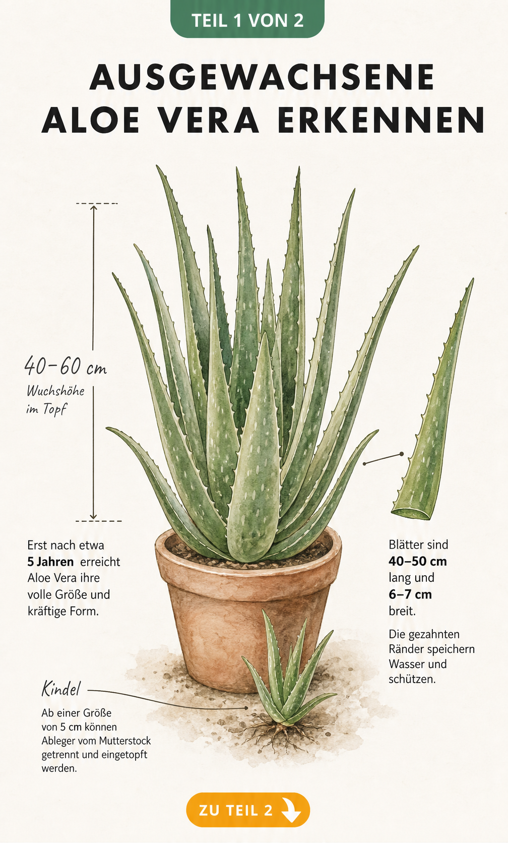 Botanische Illustration einer ausgewachsenen Aloe Vera im Terrakottatopf mit Maßangaben zu Wuchshöhe und Blattgröße