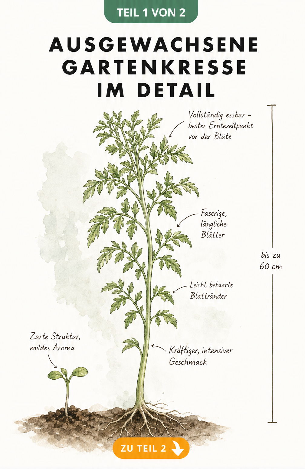 Illustration einer ausgewachsenen Gartenkresse im Vergleich zu einem Keimling mit Hinweisen zu Blättern und Geschmack