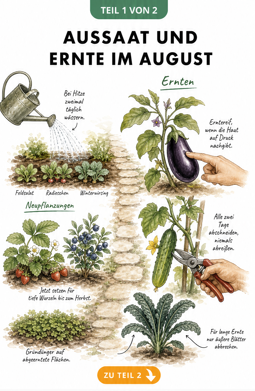 Illustration eines Gartenbeets mit Neupflanzungen und Erntegemüse im August