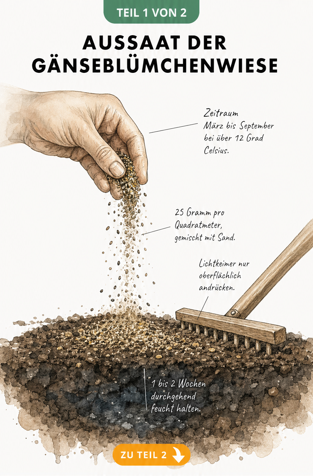 Botanische Querschnitt-Illustration eines Gartenbodens, auf den Gänseblümchensamen und Sand gestreut und mit einem Holzrechen angedrückt werden.