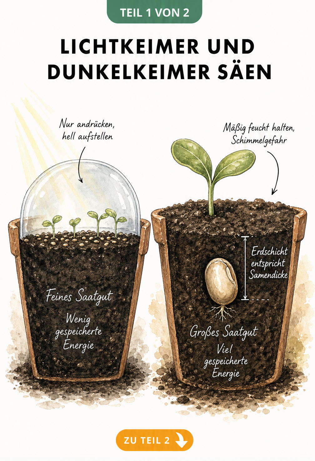 Querschnitt zweier Anzuchttöpfe im Vergleich: Feines Saatgut als Lichtkeimer auf der Erde, großes Saatgut als Dunkelkeimer in der Erde.