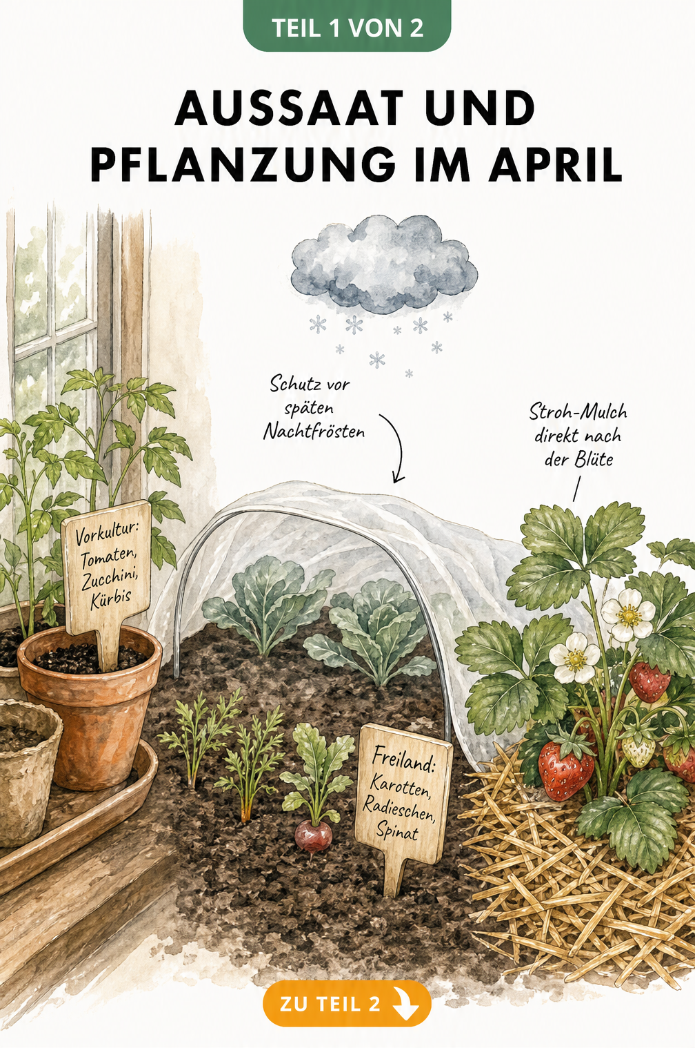 Illustration eines Nutzgartens mit Anzuchttöpfen am Fenster, Kohlpflanzen unter Vlies im Beet und Erdbeeren mit Strohmulch