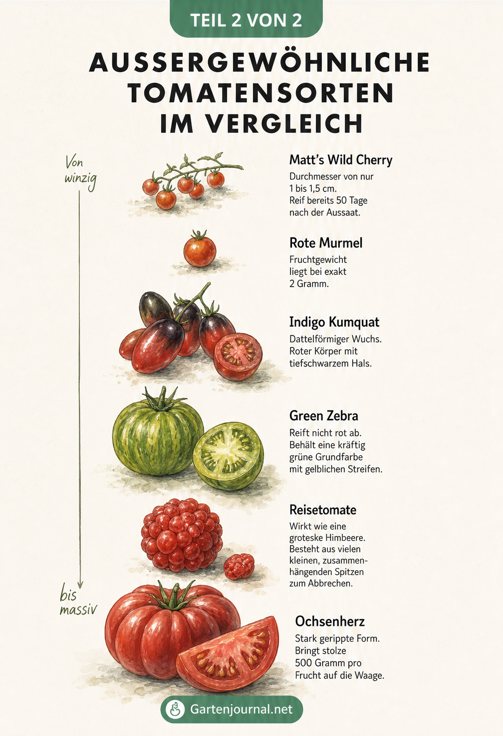 Vergleichstafel verschiedener Tomatensorten von der winzigen Matt's Wild Cherry bis zur massiven Ochsenherz-Tomate.