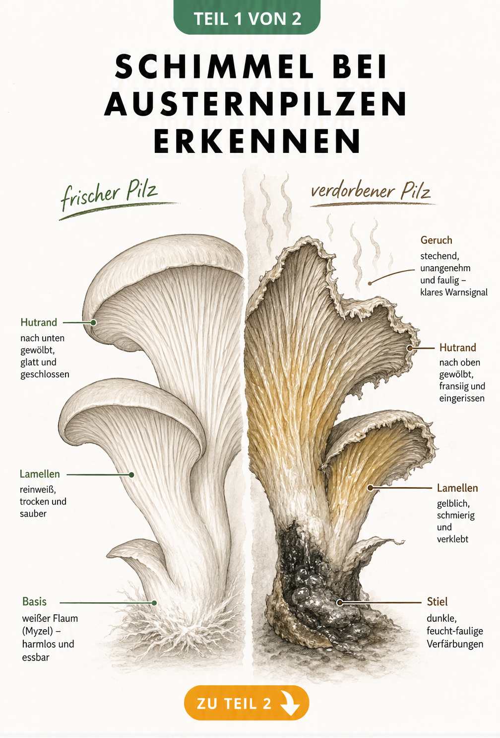 Vergleich zwischen einem frischen Austernpilz mit weißen Lamellen und einem verdorbenen Pilz mit Schimmel, dunklen Verfärbungen und fransigem Hutrand.