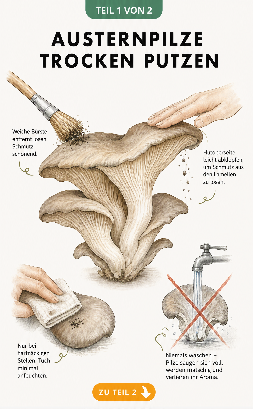 Illustration eines Austernpilzes mit Anleitung zum trockenen Putzen durch Bürste, Abklopfen und feuchtes Tuch.