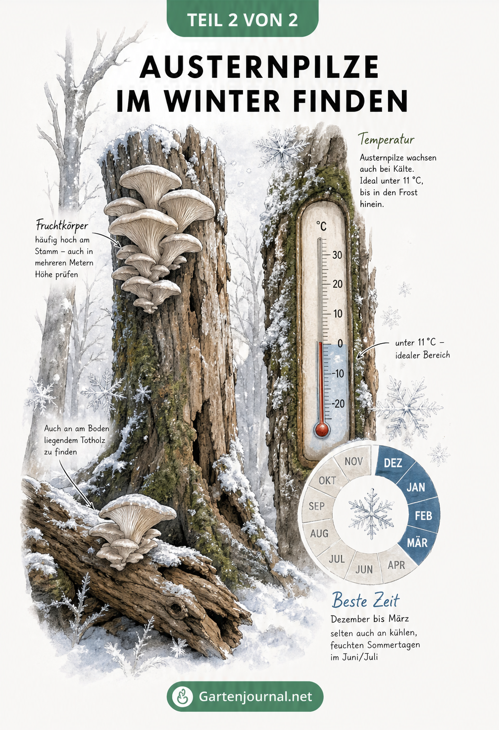 Illustration einer winterlichen Waldszene mit Austernpilzen an einem frostigen Baumstamm und einem Thermometer unter 11 Grad
