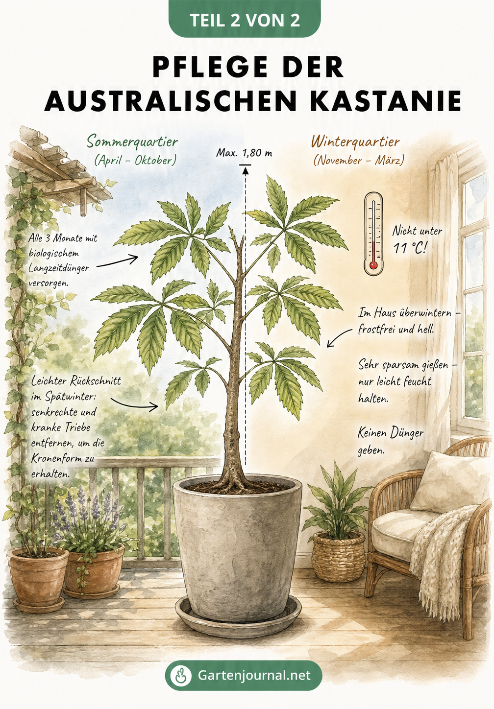 Illustration der Australischen Kastanie im Sommerquartier draußen und im Winterquartier drinnen mit Pflegetipps