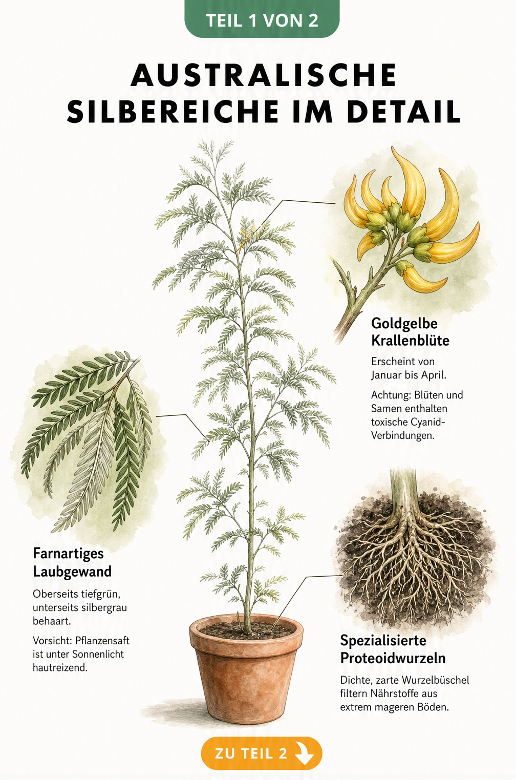 Botanische Illustration der Australischen Silbereiche mit vergrößerten Details zu Krallenblüte, farnartigem Blatt und Proteoidwurzeln