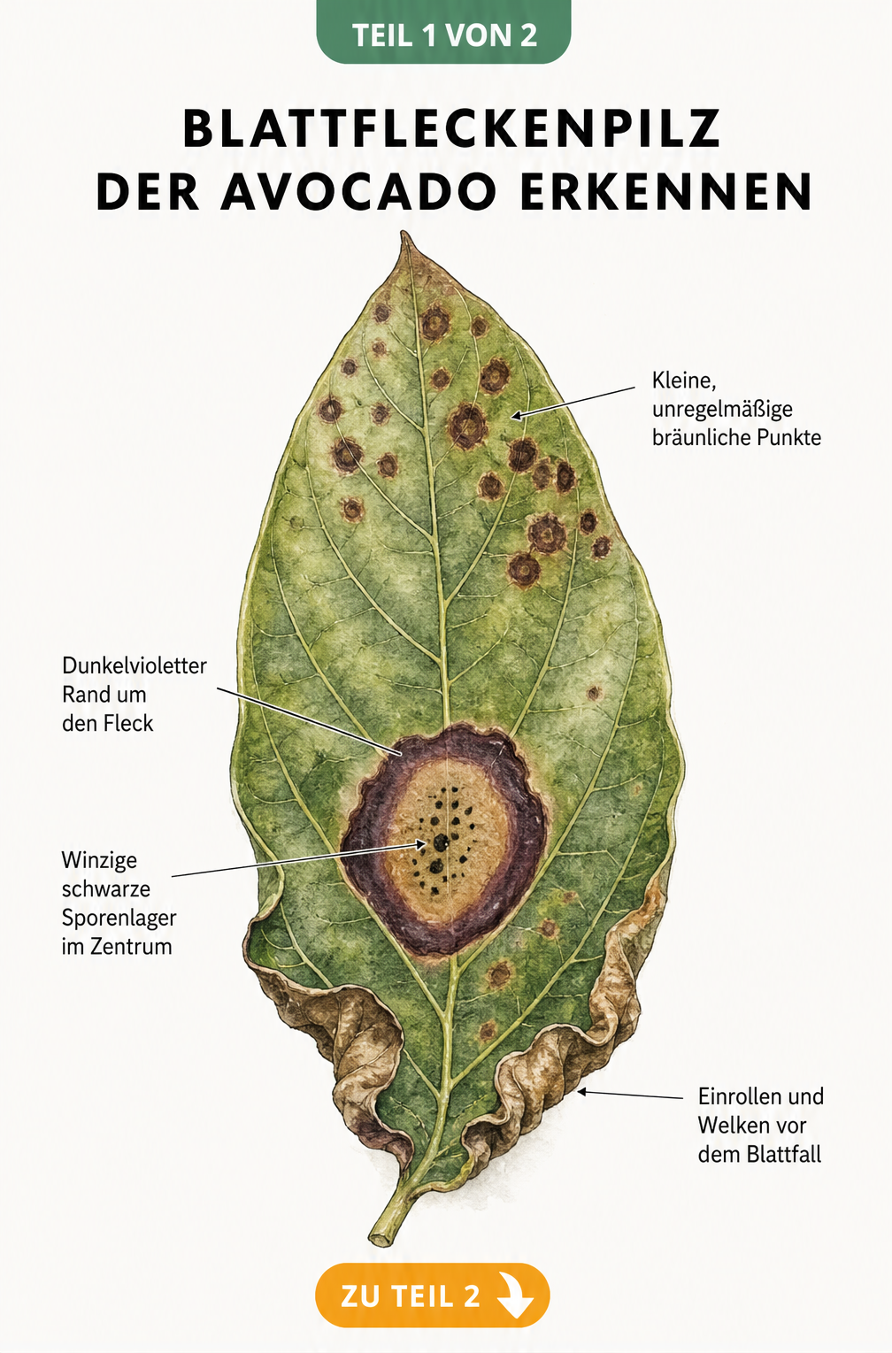 Botanische Illustration eines Avocado-Blattes mit Symptomen des Blattfleckenpilzes in verschiedenen Stadien