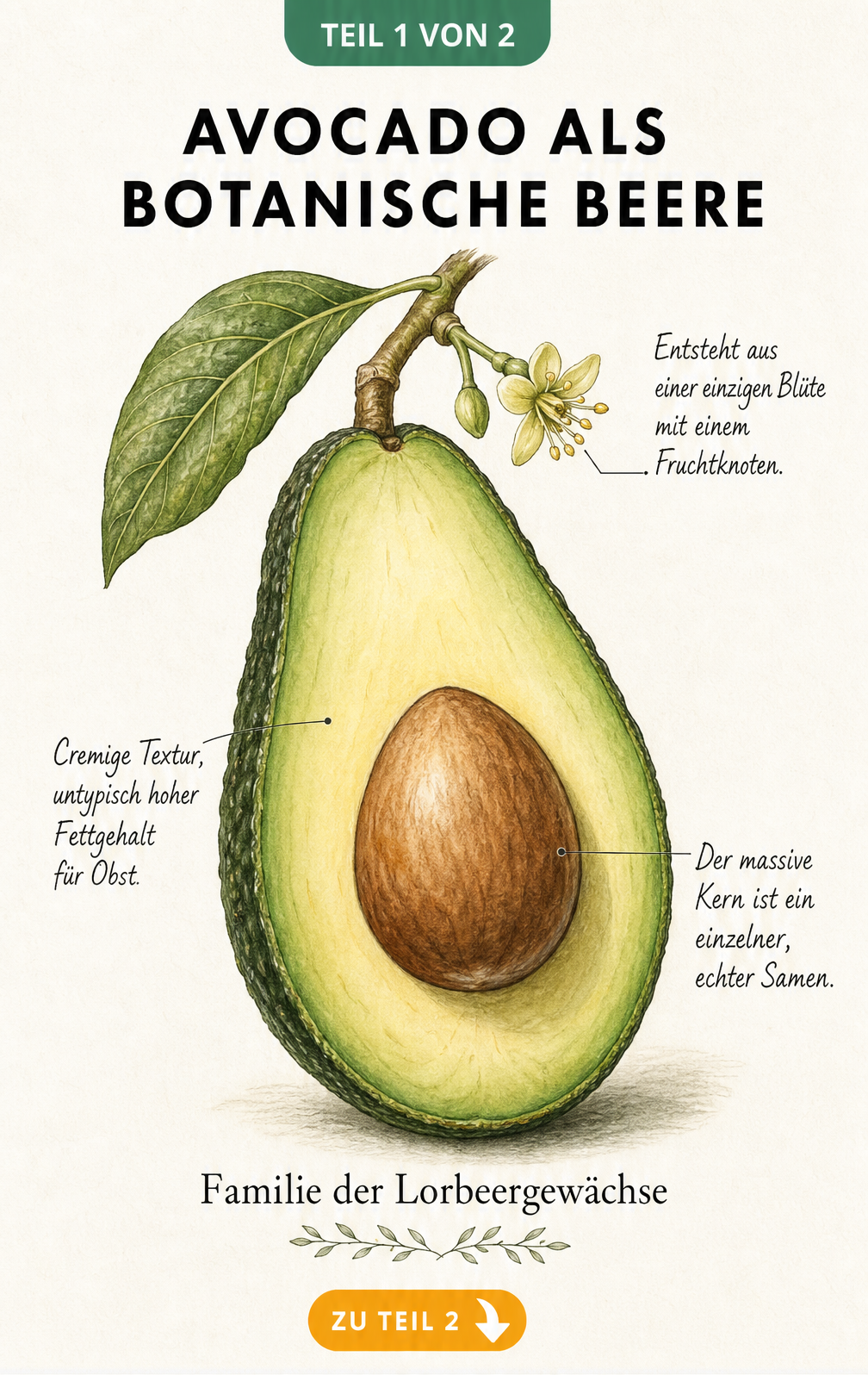 Botanische Illustration einer Avocado im Querschnitt mit Blüte und Kern