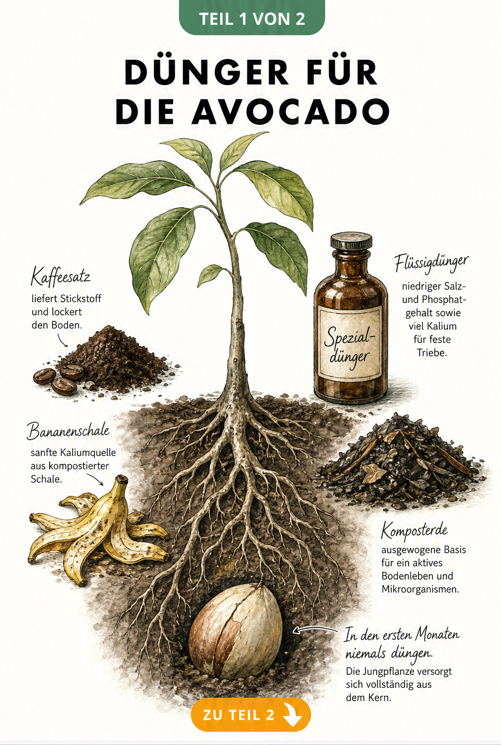 Illustration eines Avocado-Wurzelwerks mit natürlichen und professionellen Düngerquellen wie Kaffeesatz, Bananenschale und Kompost