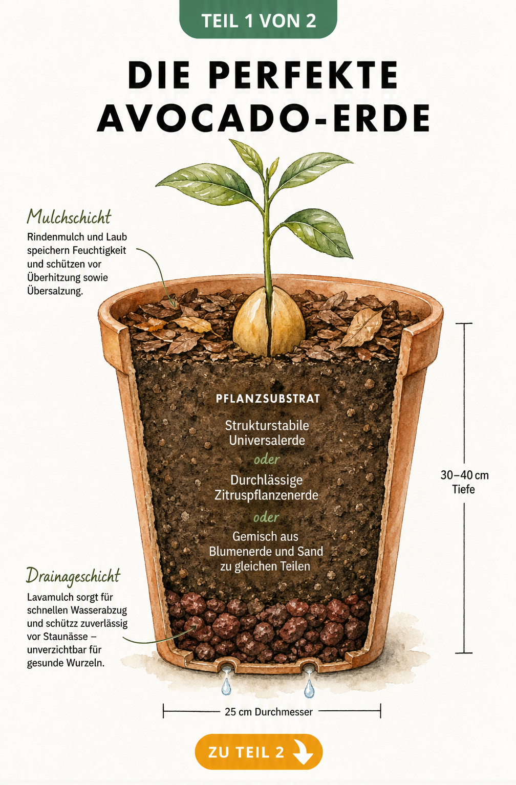 Querschnitt eines Pflanztopfes mit Avocado-Erde, Lavamulch-Drainage und Mulchschicht
