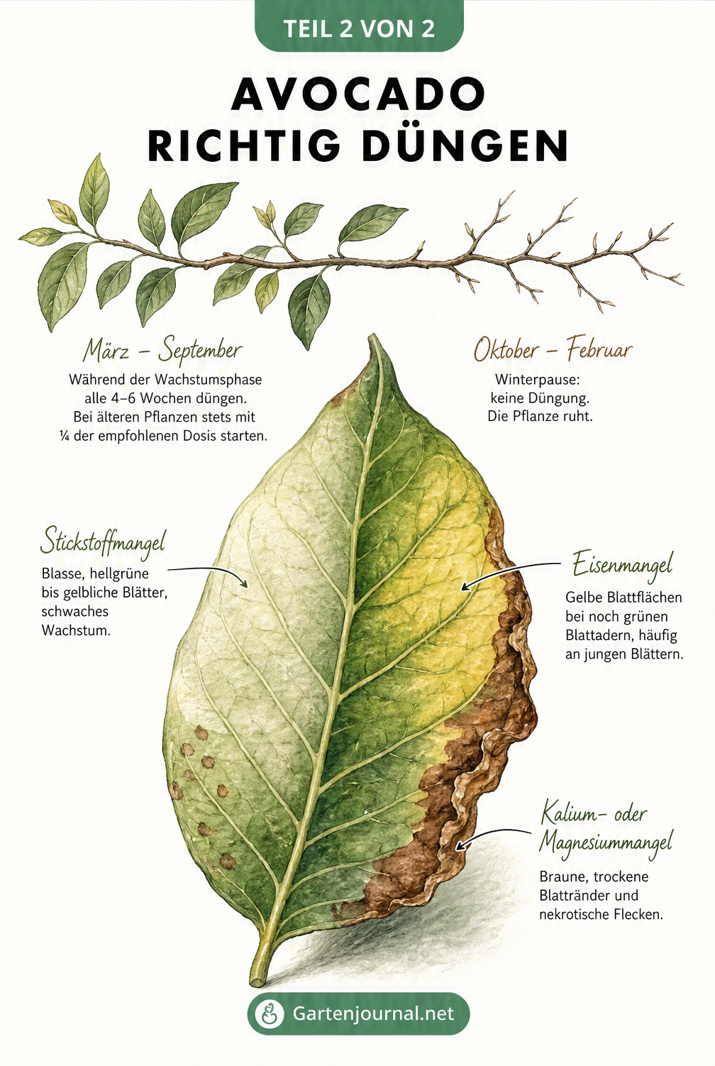 Diagnose-Schautafel eines Avocado-Blattes mit Schadbildern für Stickstoff-, Eisen-, Kalium- und Magnesiummangel sowie Dünge-Jahresverlauf