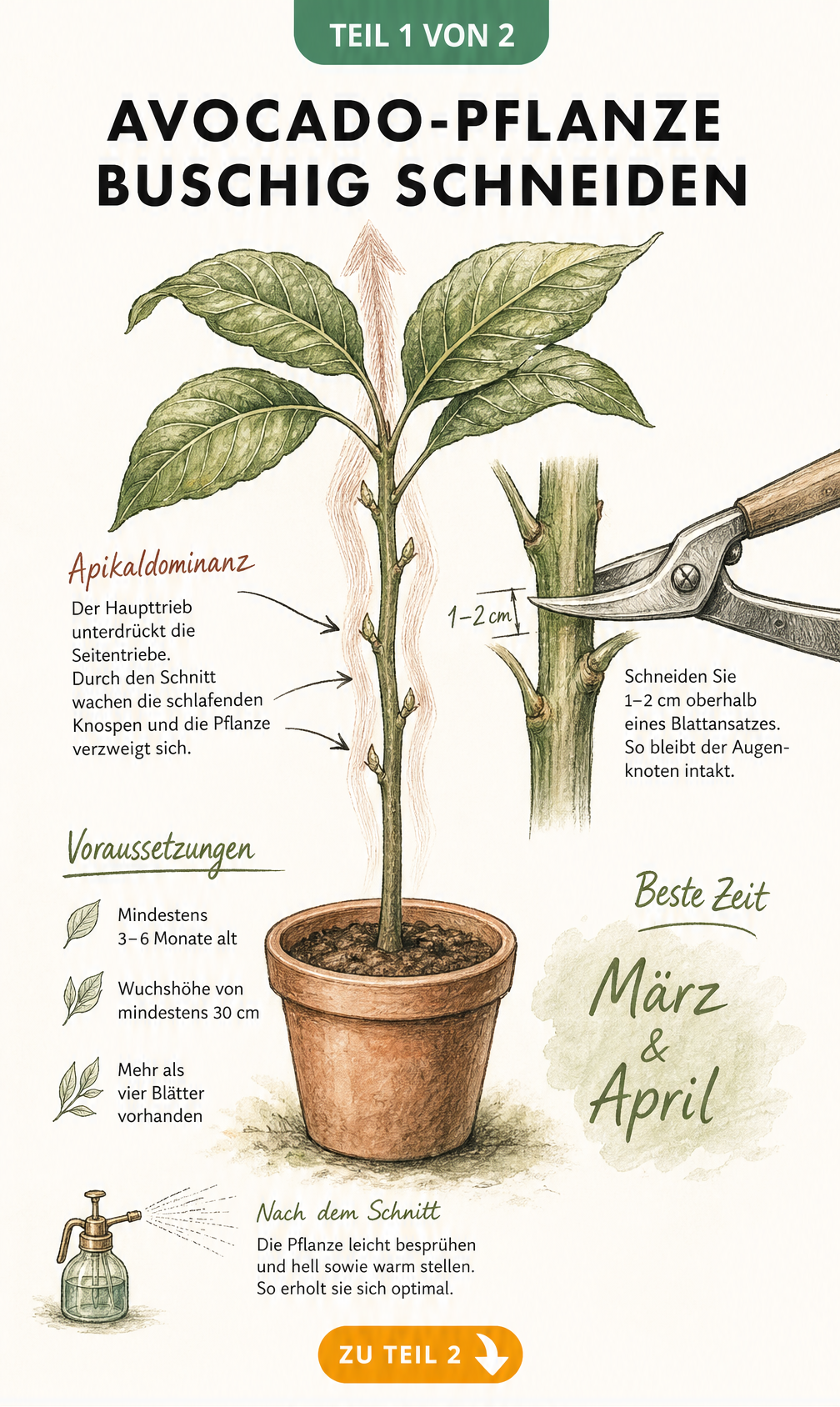 Botanische Illustration einer jungen Avocado-Pflanze im Topf, die den ersten Schnitt zur Förderung der Verzweigung zeigt.