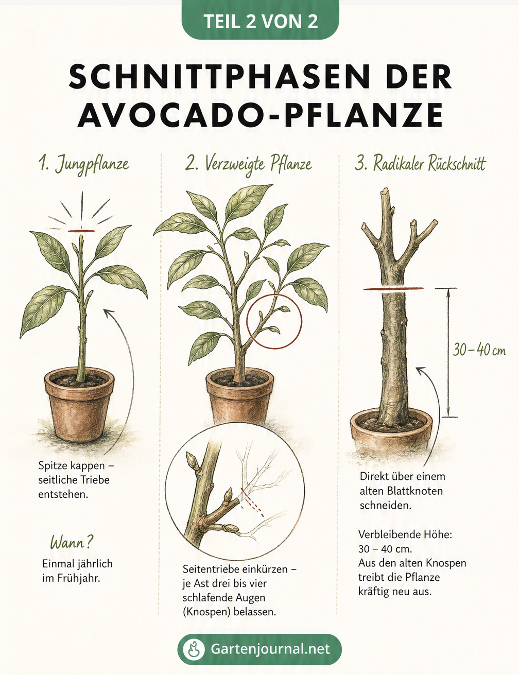 Drei handgezeichnete Avocado-Pflanzen in verschiedenen Entwicklungsstadien, die die Schnittphasen vom ersten Schnitt bis zum radikalen Rückschnitt zeigen.