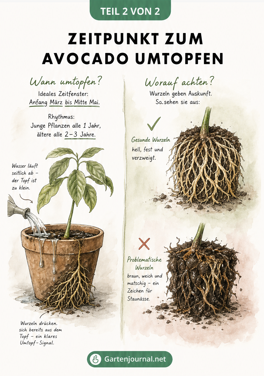 Zwei Szenen: Links eine Avocado in einem zu kleinen Topf mit herauswachsenden Wurzeln, rechts ein Vergleich zwischen gesunden und fauligen Wurzeln.