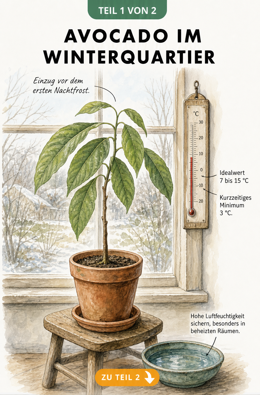 Illustration einer jungen Avocadopflanze im Topf vor einem hellen Fenster mit Thermometer und Wasserschale