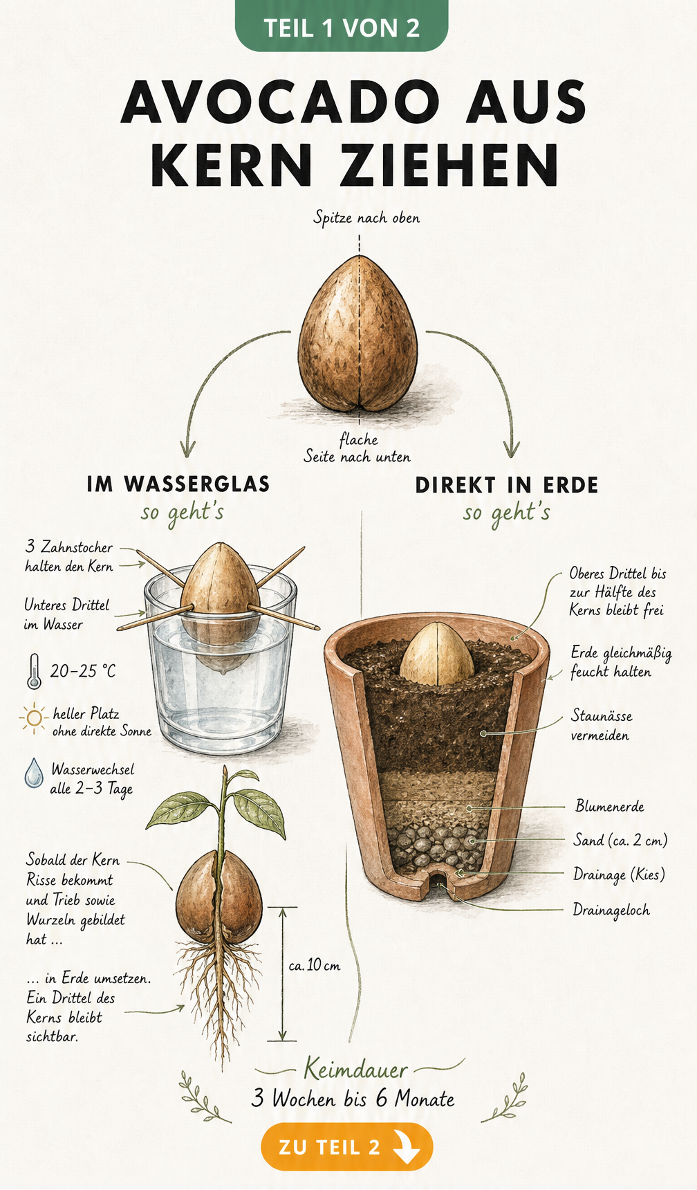 Illustration der Anzucht eines Avocadokerns im Wasserglas und direkt in der Erde