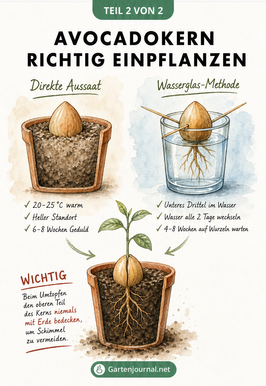 Vergleich der Anzuchtmethoden für Avocadokerne: Direkte Aussaat in Erde und Wasserglas-Methode