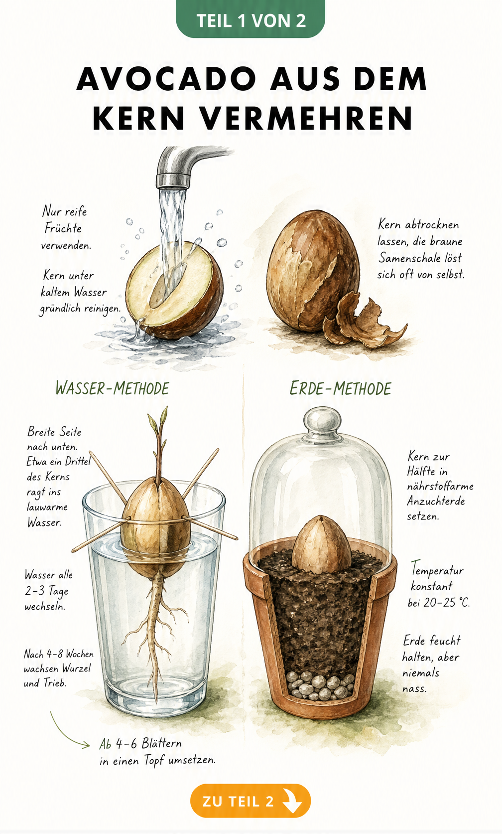 Illustration der zwei Methoden zur Avocado-Anzucht: im Wasserglas mit Zahnstochern und direkt in einem Topf mit Anzuchterde.
