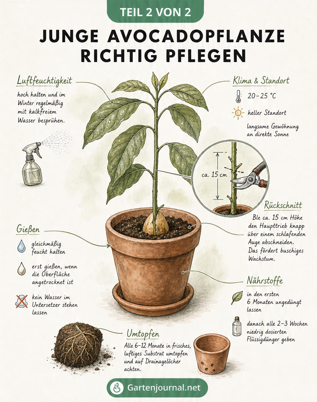 Illustration einer jungen Avocadopflanze im Topf mit Pflegehinweisen zu Licht, Wasser und Rückschnitt