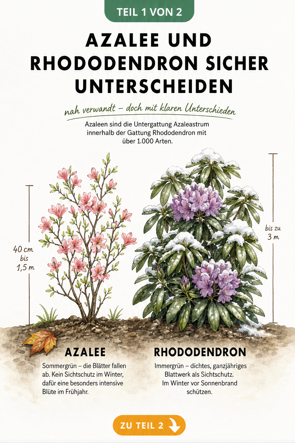 Illustration von Azalee und Rhododendron im Vergleich mit Wuchshöhe und Blatteigenschaften