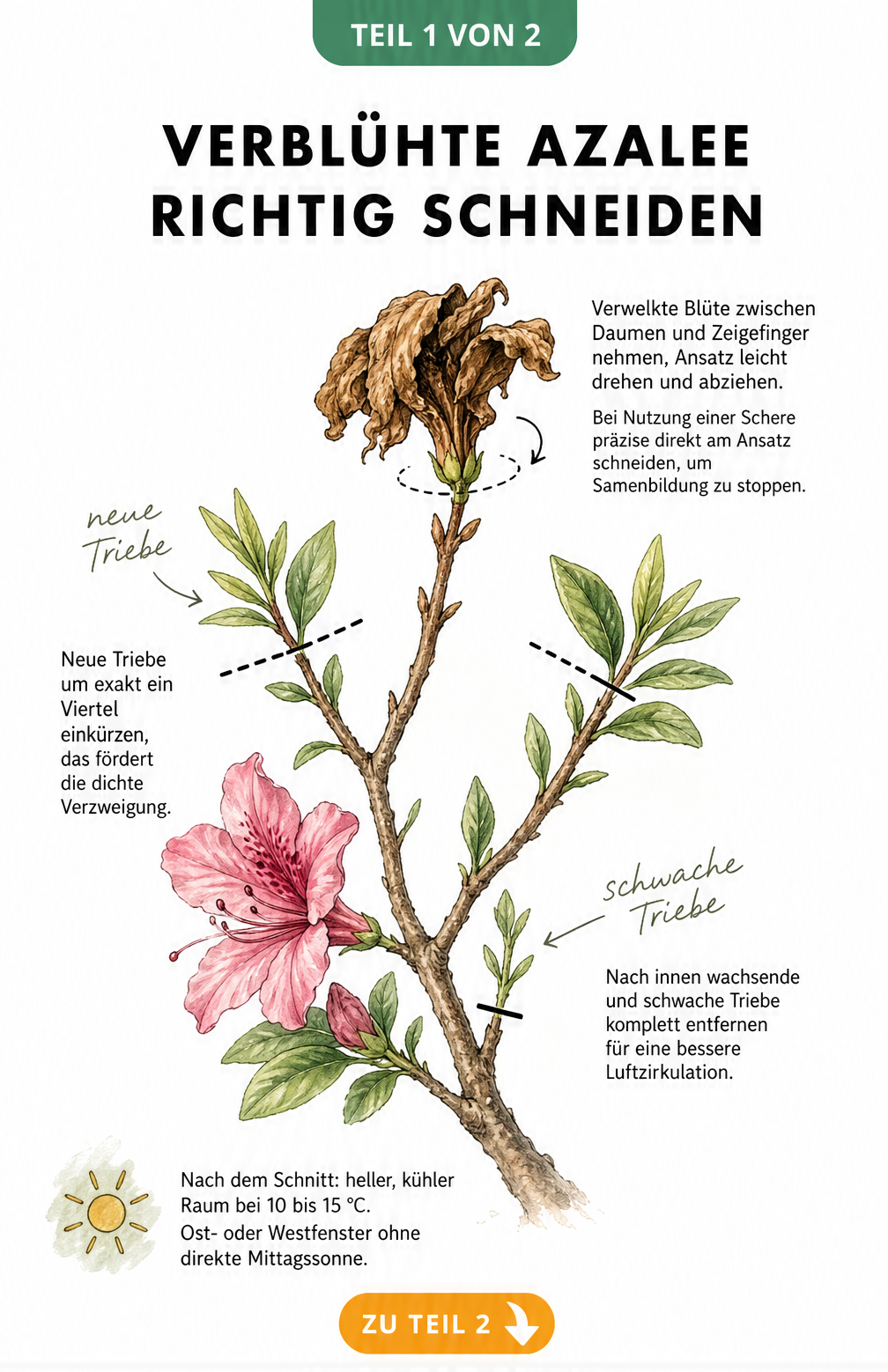 Handgezeichnete Illustration eines Azaleenzweigs, die zeigt, wie man verwelkte Blüten abknipst und neue Triebe einkürzt