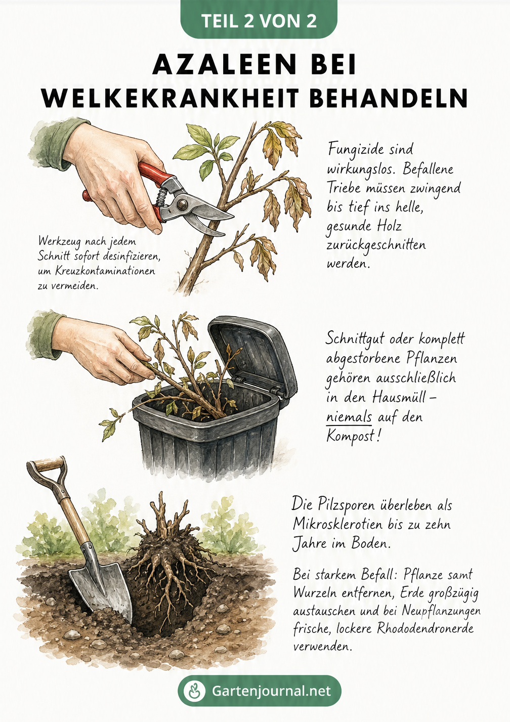 Illustration von Gartenarbeiten zur Behandlung der Welkekrankheit bei Azaleen: Rückschnitt mit desinfizierter Schere, Entsorgung im Hausmüll und Bodenaustausch...