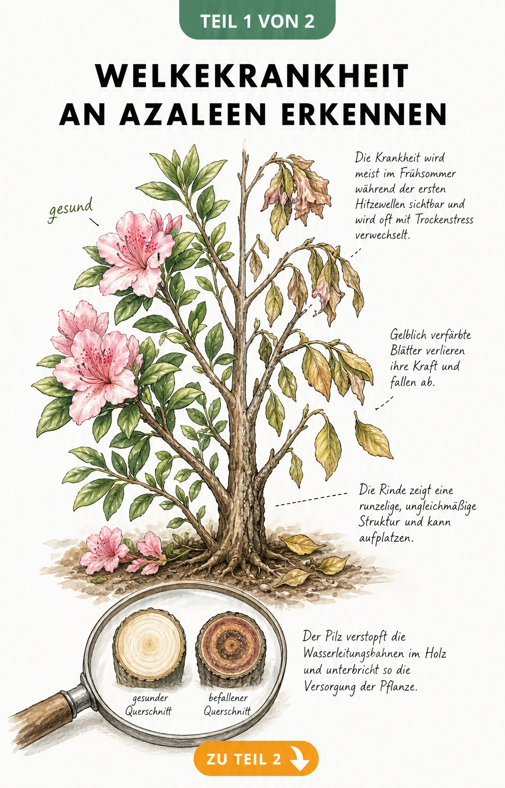 Botanische Illustration eines Azaleenzweigs, der links gesund und rechts von der Welkekrankheit befallen ist, mit welken Blättern und braunen Ringen im...