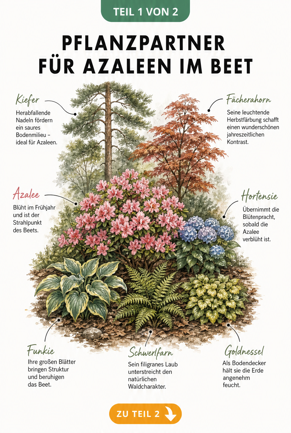 Botanische Illustration eines Gartenbeets mit einer blühenden Azalee, umgeben von Kiefer, Fächerahorn, Hortensie, Funkie, Farn und Goldnessel.