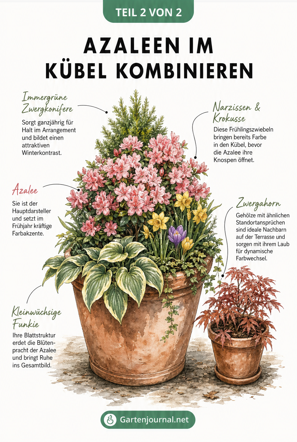 Illustration eines bepflanzten Terrakotta-Kübels mit einer Azalee, Zwergkonifere, Funkie, Frühlingszwiebeln und einem Zwergahorn im Nebentopf.