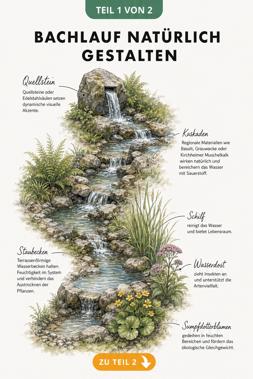 Handgezeichnete Illustration eines naturnahen Bachlaufs mit Quellstein, Kaskaden, Staubecken und Feuchtpflanzen wie Schilf und Sumpfdotterblumen.