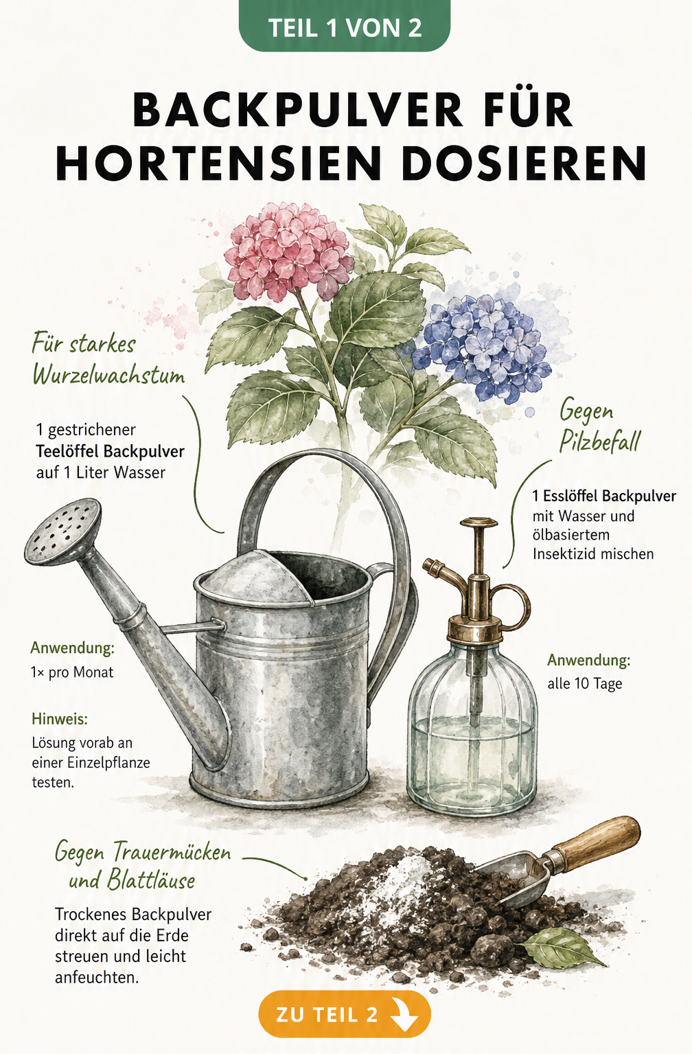 Handgezeichnete Illustration zur Dosierung von Backpulver für Hortensien mit Gießkanne und Sprühflasche