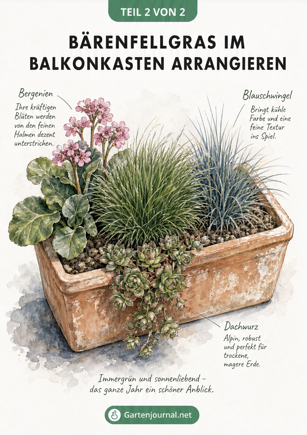 Aufsicht auf einen Balkonkasten mit Bärenfellgras, Bergenien, Blauschwingel und Dachwurz.