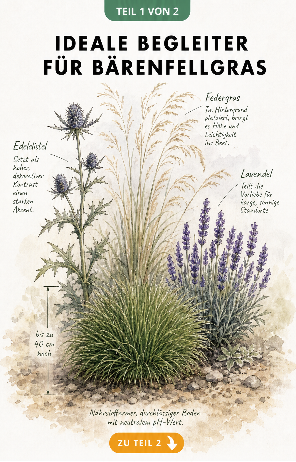 Illustration eines Gartenbeets mit Bärenfellgras, Edeldistel, Federgras und Lavendel, gestaffelt nach Wuchshöhe.