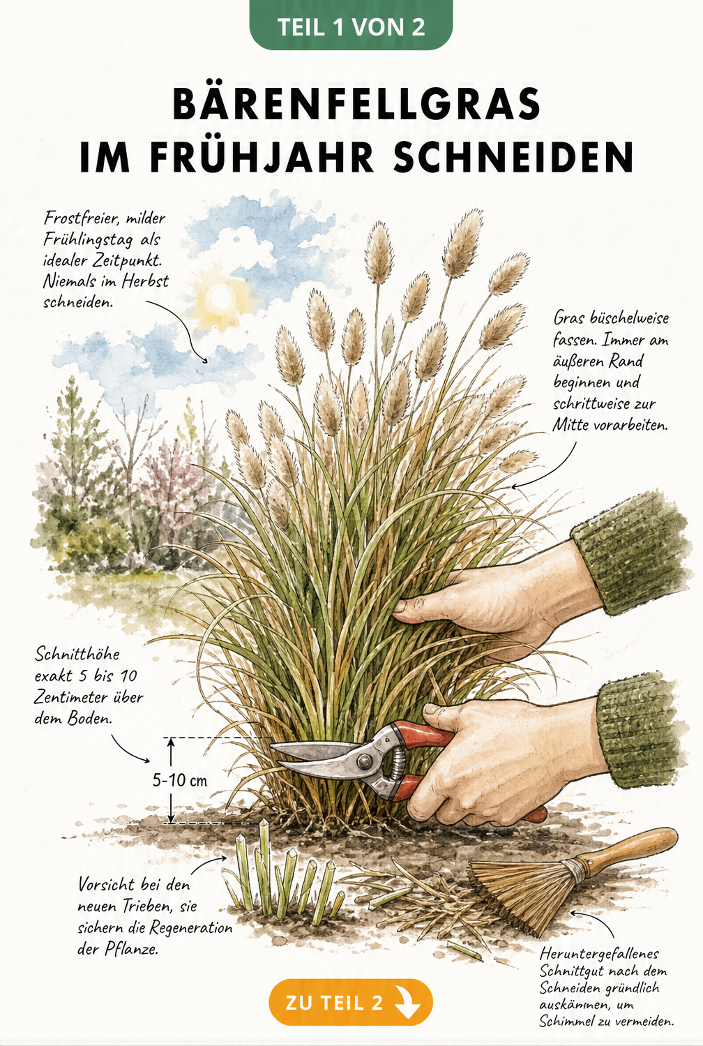 Illustration eines Bärenfellgras-Horstes, der im Frühjahr mit einer Gartenschere auf 5 bis 10 Zentimeter zurückgeschnitten wird.