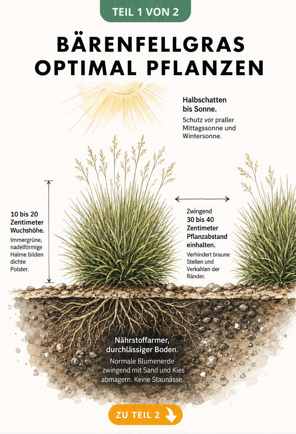 Illustration eines Bärenfellgrases im Querschnitt mit Hinweisen zu Standort, Wuchshöhe, Pflanzabstand und Bodenbeschaffenheit