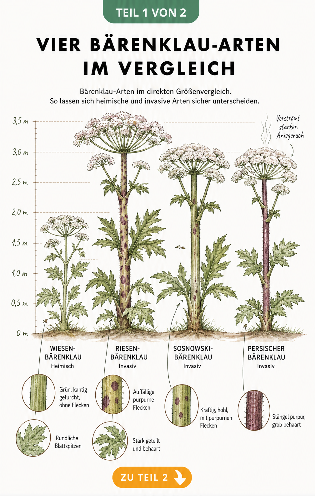 Botanische Illustration von vier Bärenklau-Arten im Größenvergleich mit Detailansichten von Stängeln und Blättern