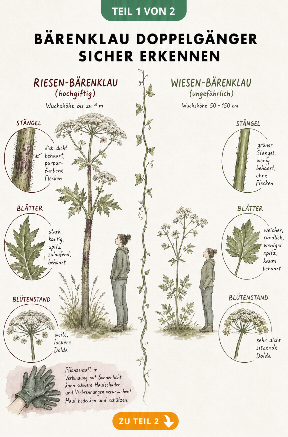 Botanische Zeichnung: Vergleich zwischen Riesen-Bärenklau und Wiesen-Bärenklau mit Details zu Stängel, Blattform und Blütenstand