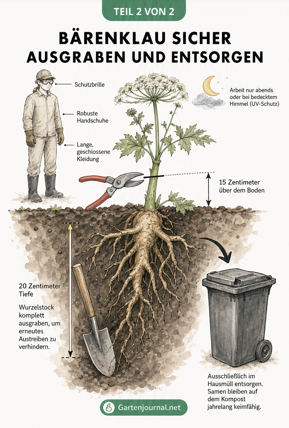 Gartenbau-Skizze eines Bärenklaus im Boden mit Gärtner-Silhouette in Schutzkleidung, Schnittmarkierung am Stängel und Spaten an der Wurzel.