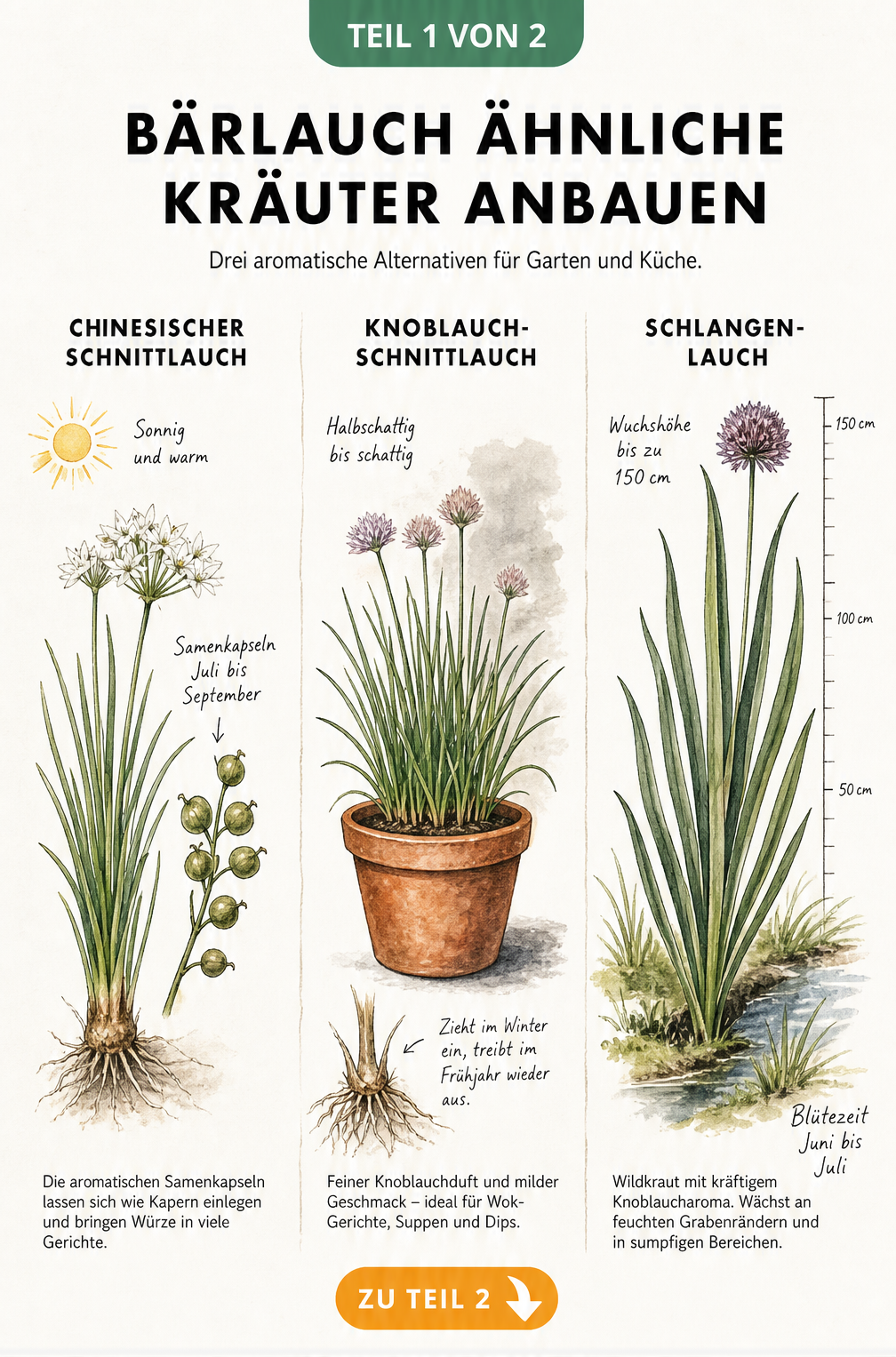 Botanische Illustration von Chinesischem Schnittlauch, Knoblauch-Schnittlauch und Schlangen-Lauch als Bärlauch-Alternativen