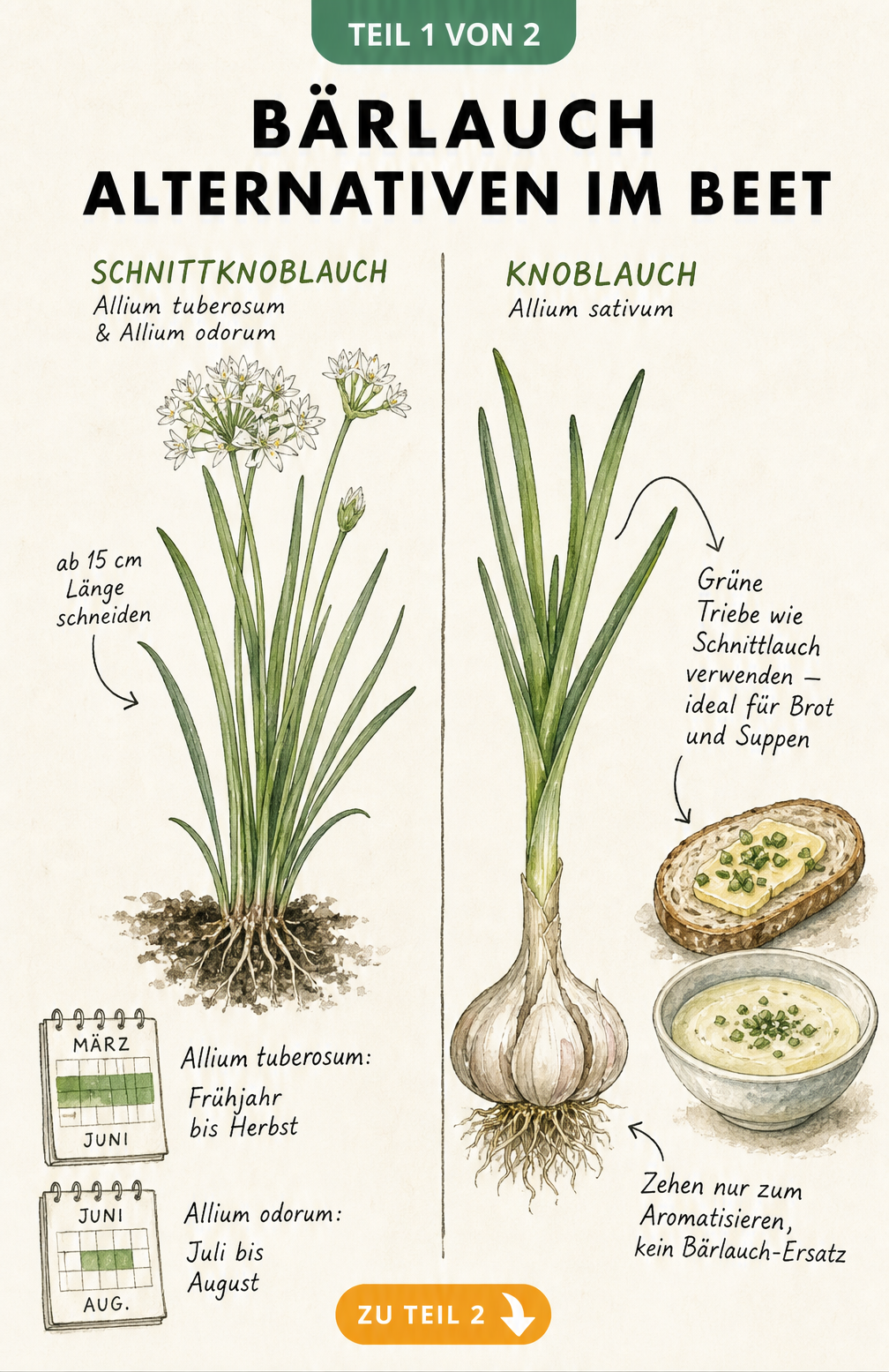 Illustration von Schnittknoblauch und Knoblauch als Bärlauch-Alternativen im Beet