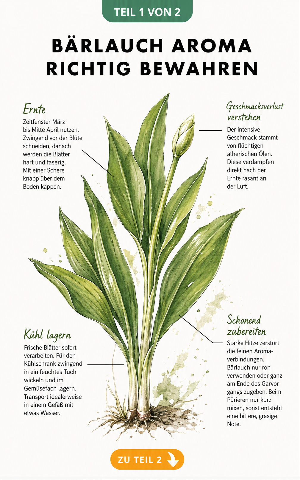 Botanische Illustration einer Bärlauchpflanze mit Tipps zu Ernte, Kühlung und Zubereitung, um das Aroma zu bewahren.