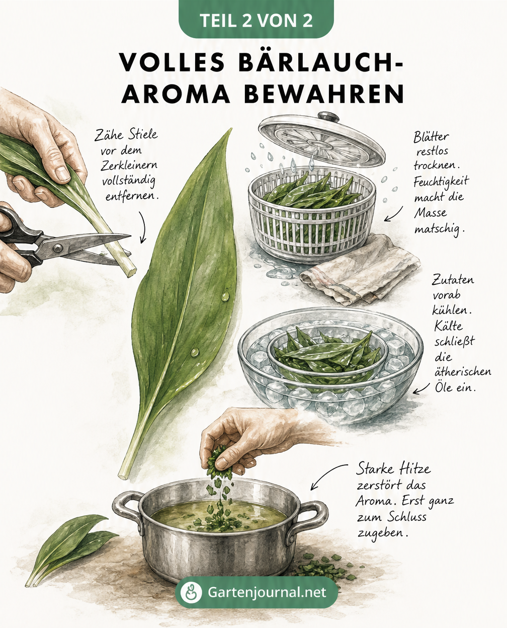 Illustration von vier Tipps zur Bärlauch-Verarbeitung: Stiele entfernen, Blätter trocknen, Zutaten kühlen und erst am Ende kochen