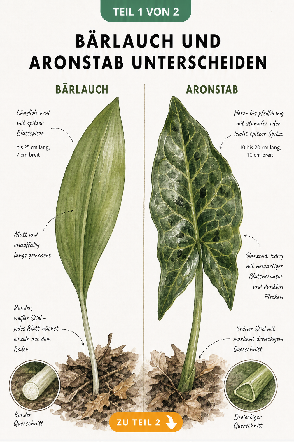Botanische Illustration der Blätter von Bärlauch und Aronstab im Vergleich