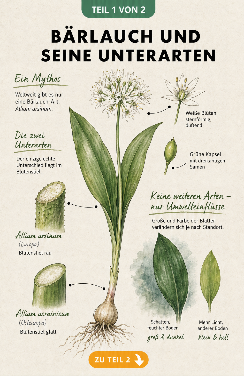 Botanische Illustration von Bärlauch mit Wurzel, Blatt und Blüte sowie Detailansichten der Unterarten