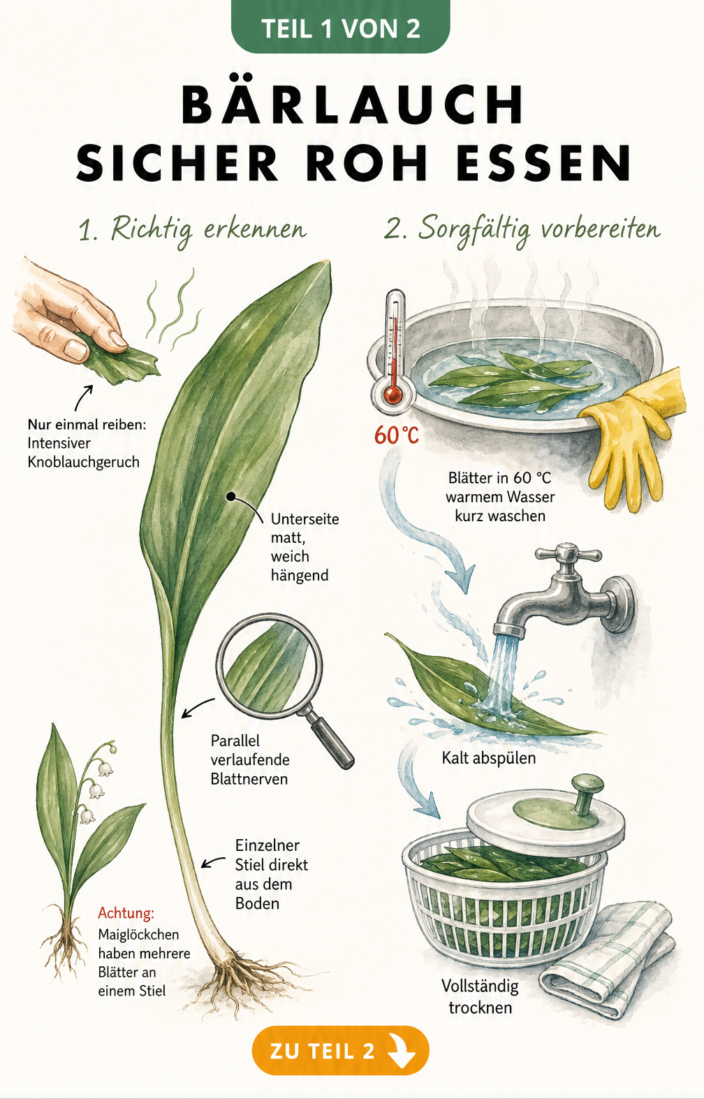Botanische Illustration von Bärlauch mit Merkmalen zur Bestimmung und Anleitung zum Waschen für den Rohverzehr