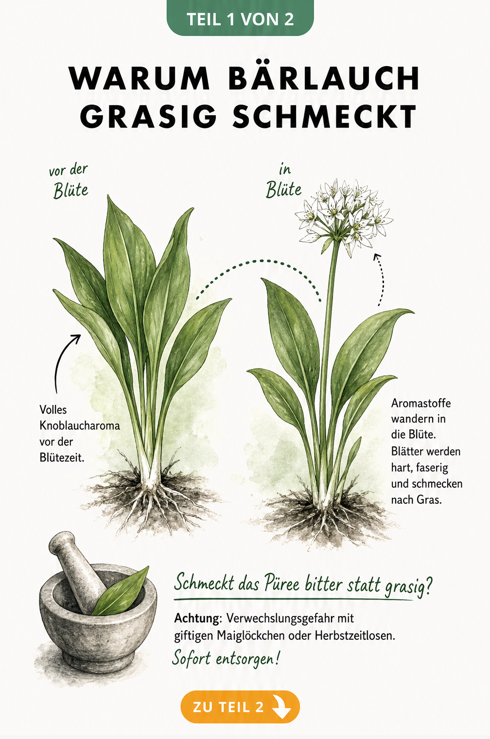 Botanische Illustration einer Bärlauchpflanze vor und während der Blüte mit Erklärung zum Geschmacksverlust
